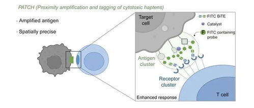 我國科研人員開發(fā)出可精準(zhǔn)識(shí)別癌細(xì)胞的納米標(biāo)記機(jī)器人自動(dòng)識(shí)別技術(shù)